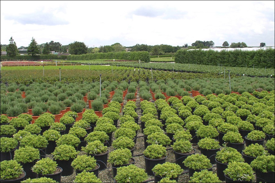 Compo Expert – Fertilisers for nursery stock